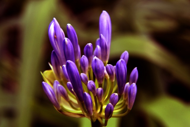 这位荷兰籍 这位荷兰籍